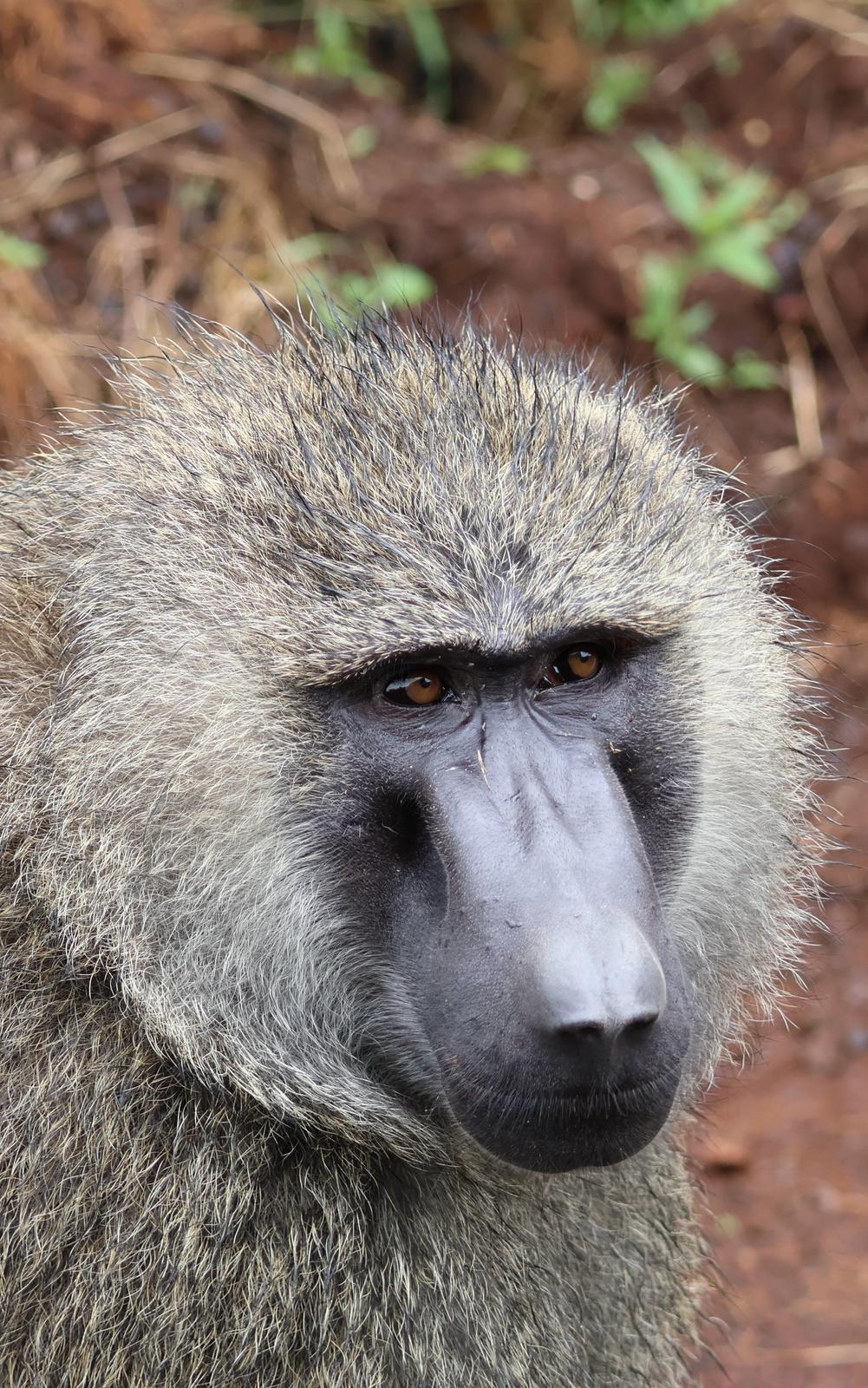 Baboon portrait