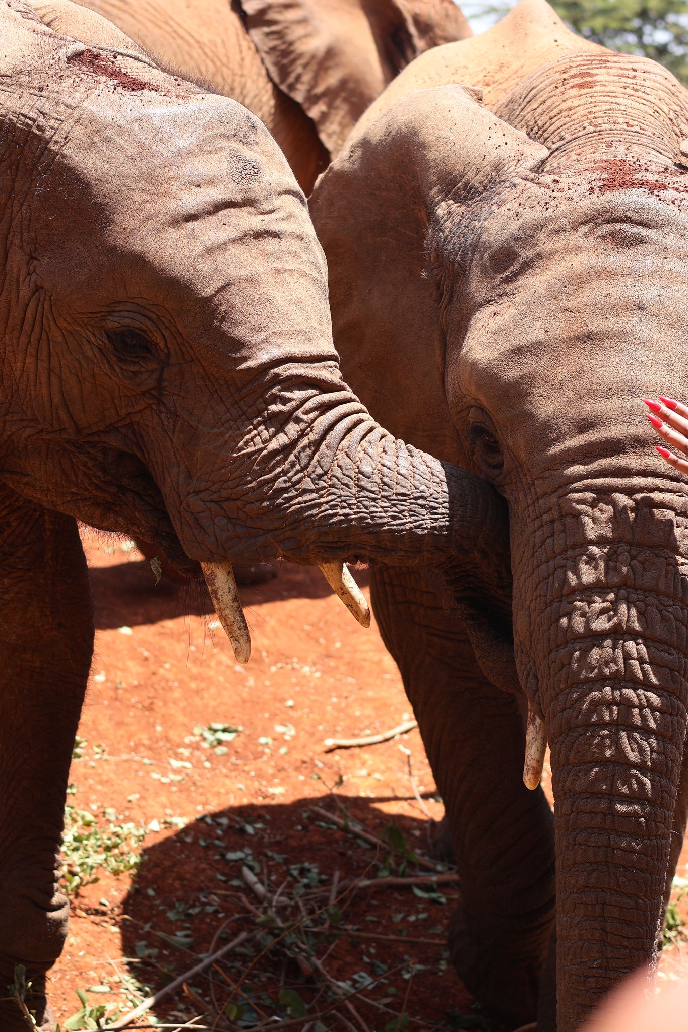 Baby elephants at sanctuary, Kenya