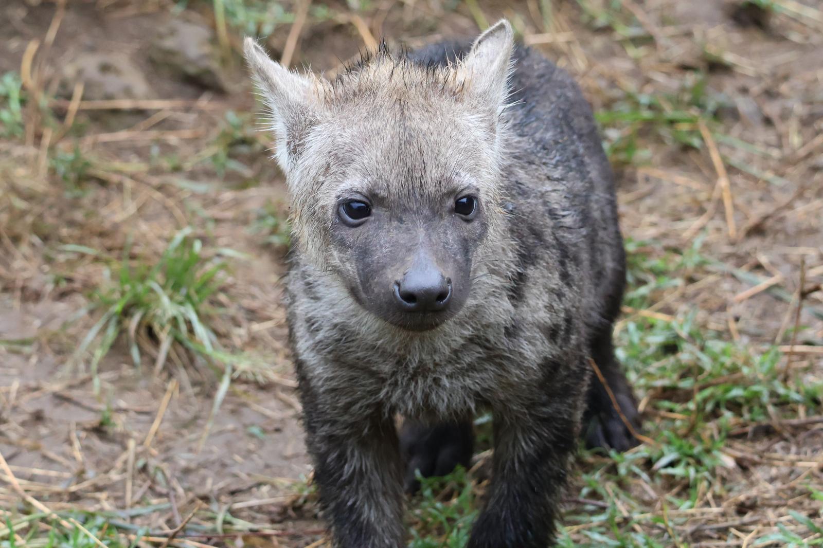 Baby hyena looking at camera