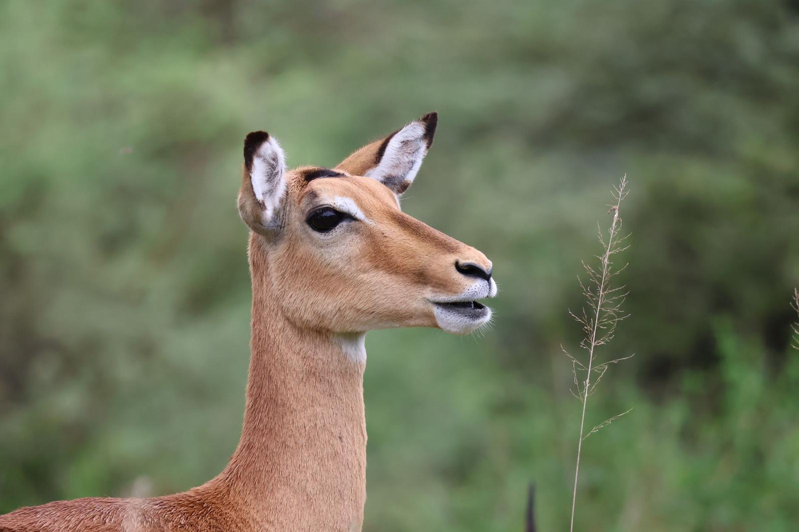Impala portrait