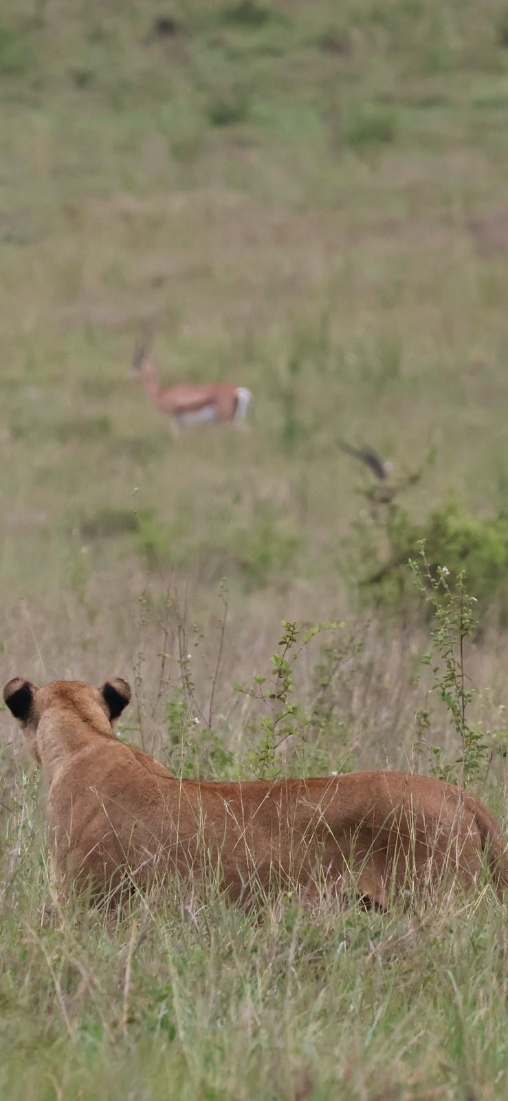 Lioness stalking prey