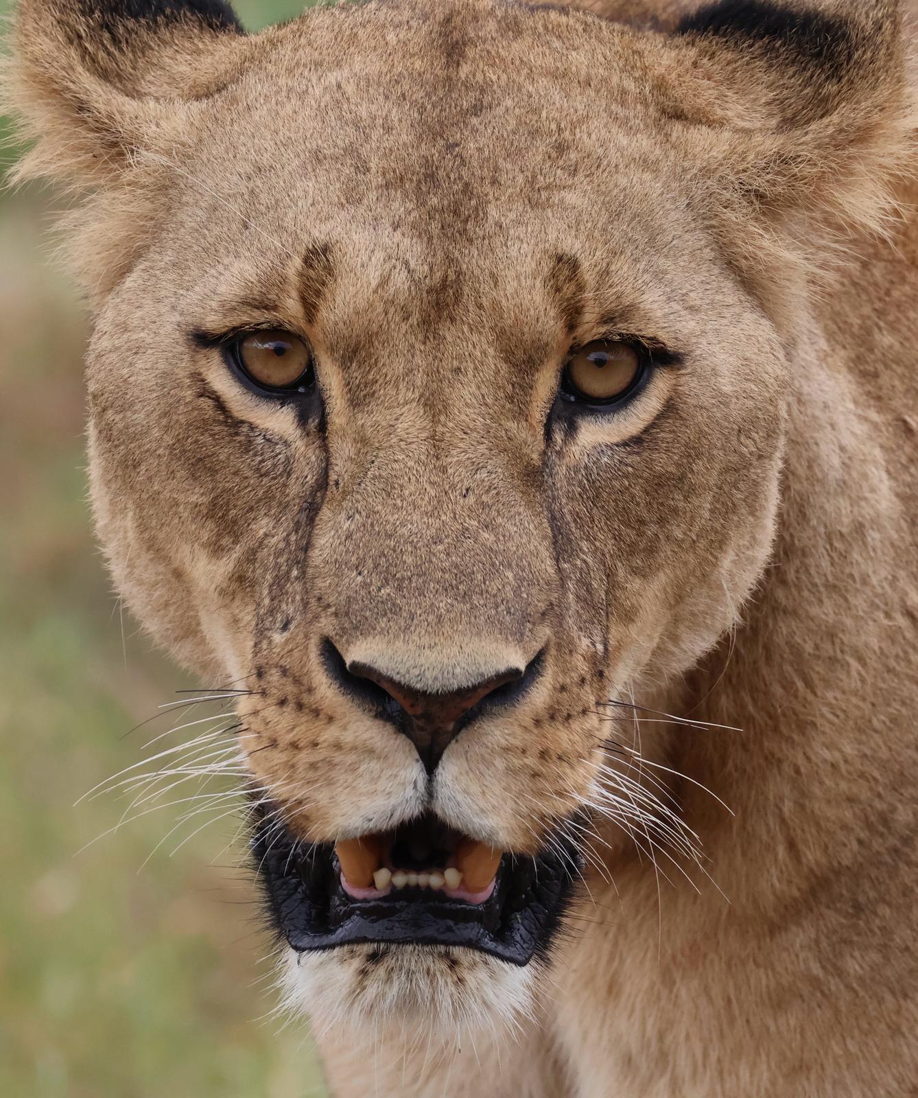 Close-up lioness portrait