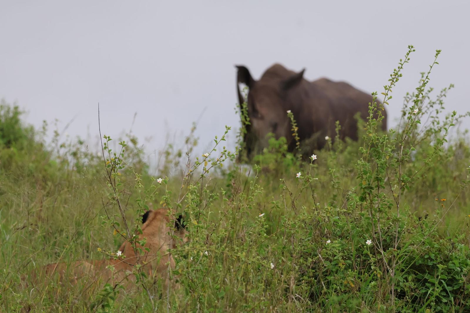 Lioness with rhino in background